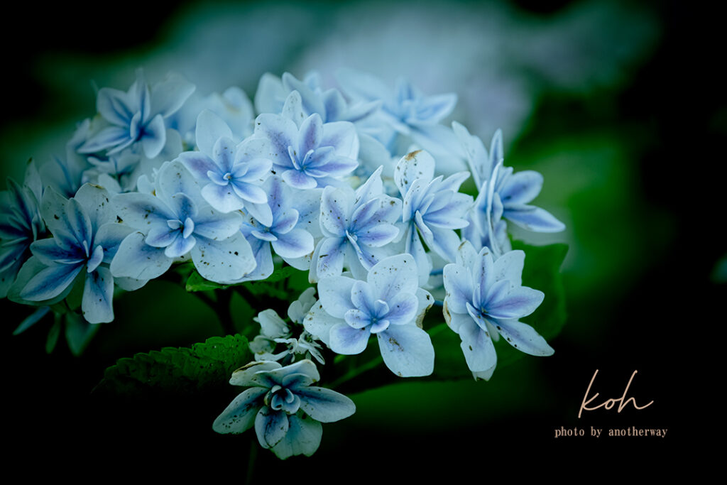 紫陽花