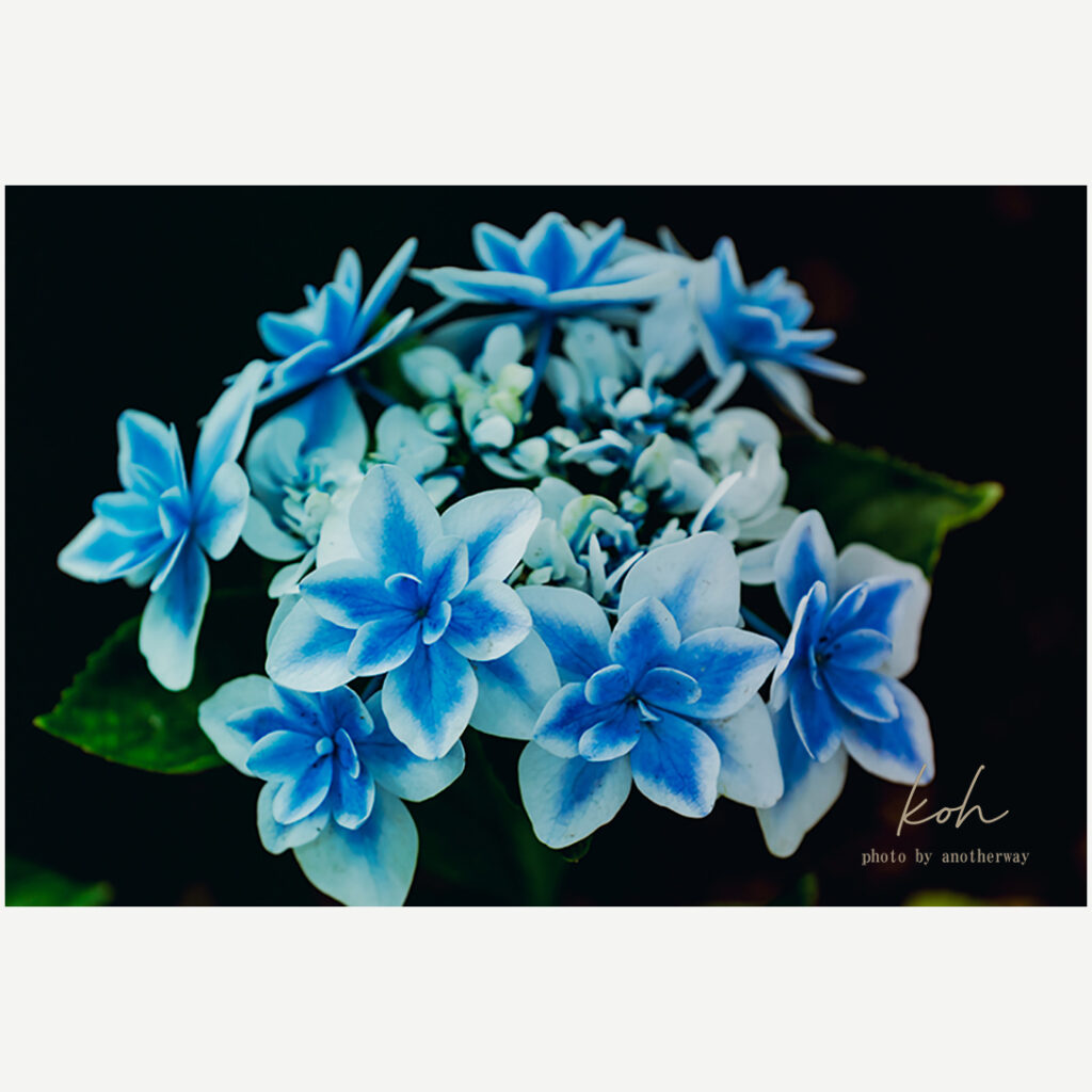 紫陽花