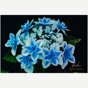 今日も猛烈な暑さになりそう