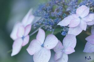 6月といえば紫陽花