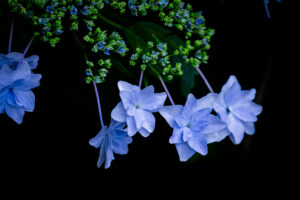 ダイエット（心身のバランスをとる話）