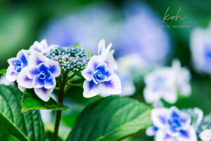 写真のサインロゴを作った