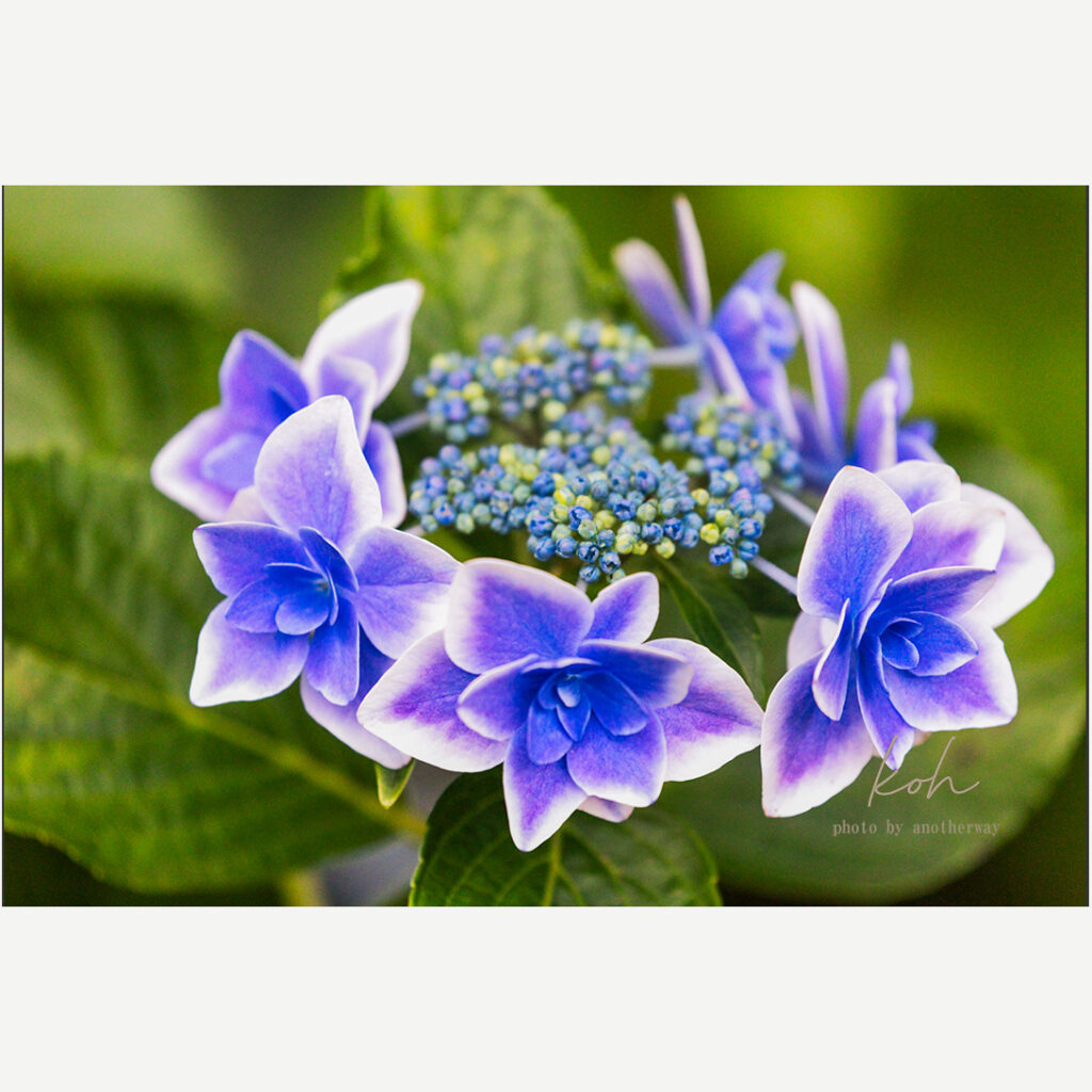 紫陽花 ダンスパーティー