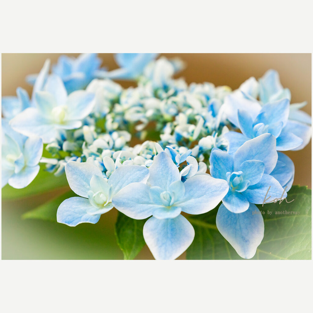 紫陽花 ダンスパーティー
