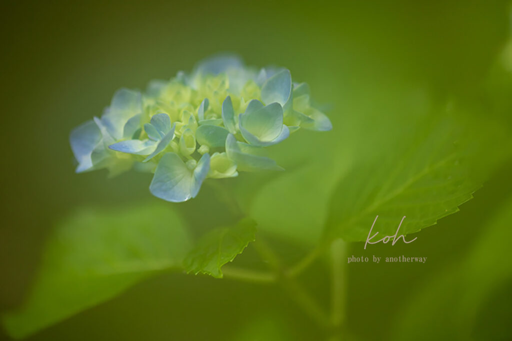 紫陽花