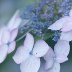 6月といえば紫陽花