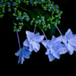 ダイエット（心身のバランスをとる話）