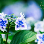 写真のサインロゴを作った